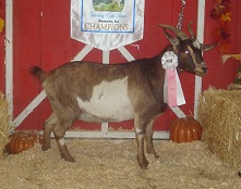 SMR Bambi